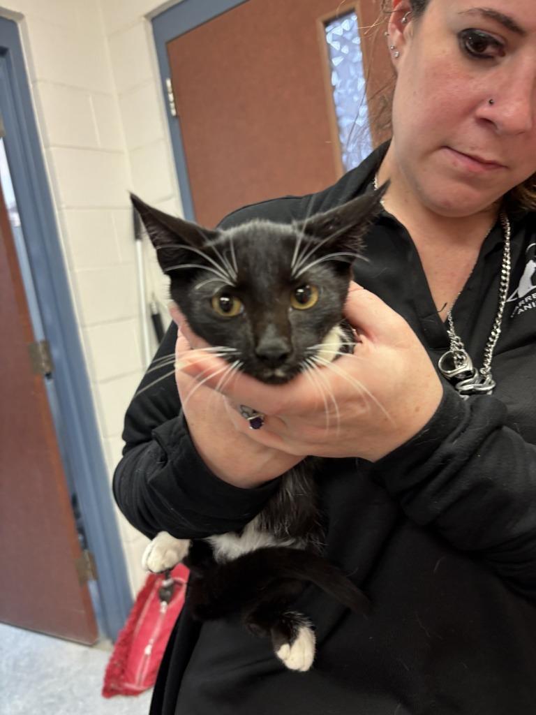 CARTER, Adoptable, Kitten Male Domestic Short Hair.
