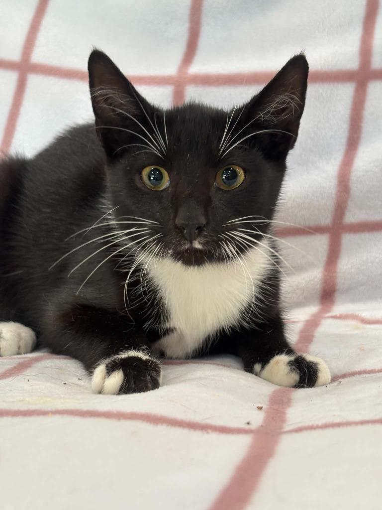 Enlarge CARTER, a Adoptable mixed breed in Warrenton, NC image 2/2