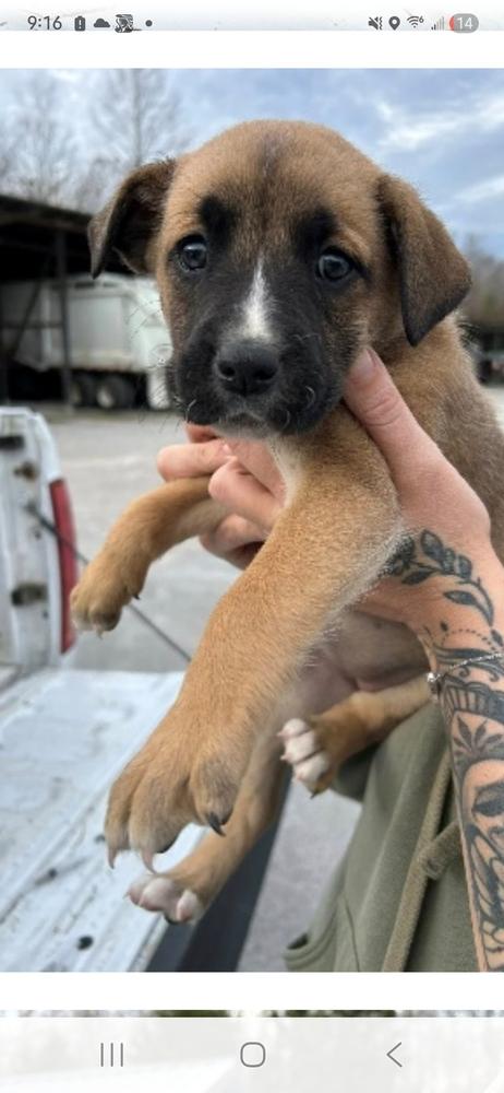 Enlarge BBQ- Girl 4-  Brisket, a Adoptable mixed breed in Appleton, WI image 1/1