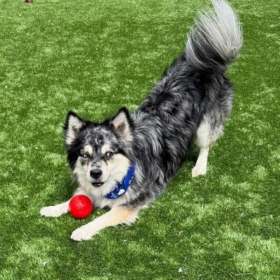 Enlarge Cheese, an adopted Pomsky in Long Beach, NY image 4/4