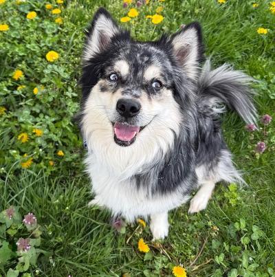 Enlarge Cheese, an adopted Pomsky in Long Beach, NY image 3/4