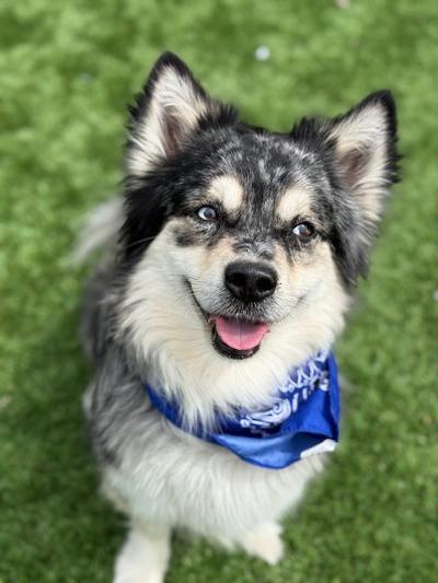 Enlarge Cheese, an adopted Pomsky in Long Beach, NY image 1/4