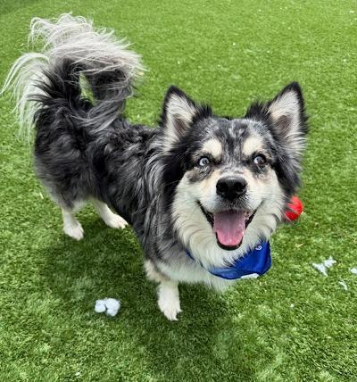 Enlarge Cheese, an adopted Pomsky in Long Beach, NY image 2/4
