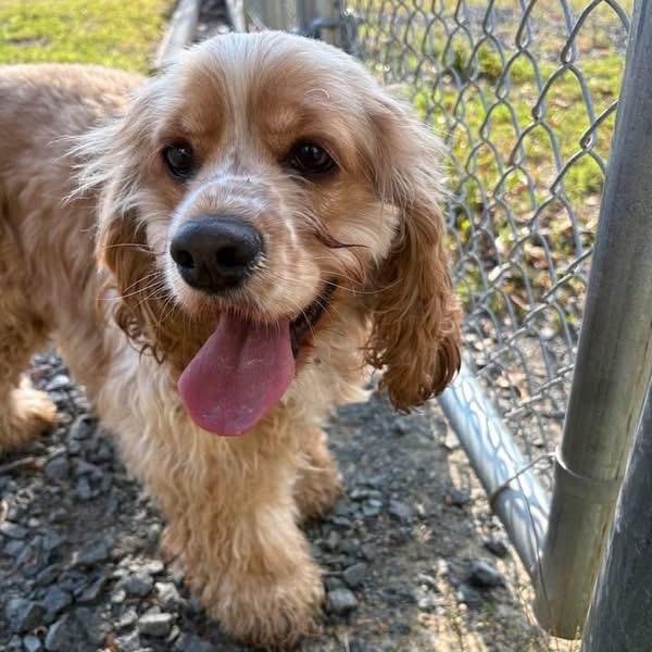 Enlarge Hunter (ID 51798), an adopted Cocker Spaniel in Manassas, VA image 2/2