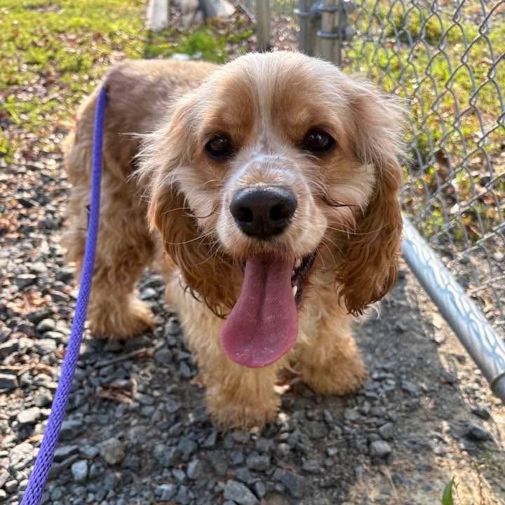 Enlarge Hunter (ID 51798), an adopted Cocker Spaniel in Manassas, VA image 1/2