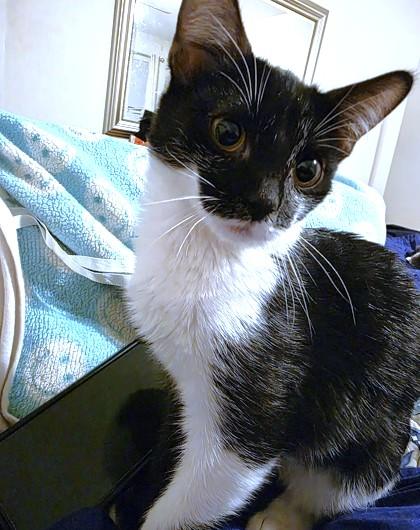 The Professor, a Adoptable Domestic Short Hair in Washington, DC image 1/3