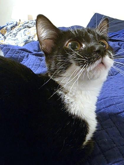 The Professor, a Adoptable Domestic Short Hair in Washington, DC image 2/3