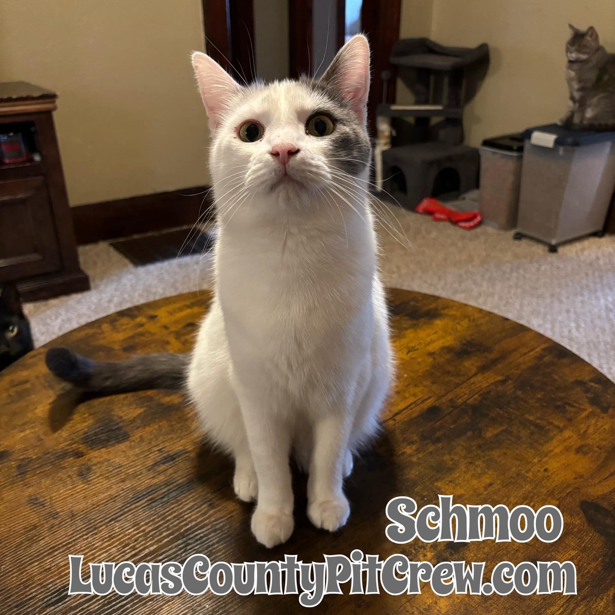 Schmoo, Adoptable, Adult Male American Shorthair & Domestic Short Hair.