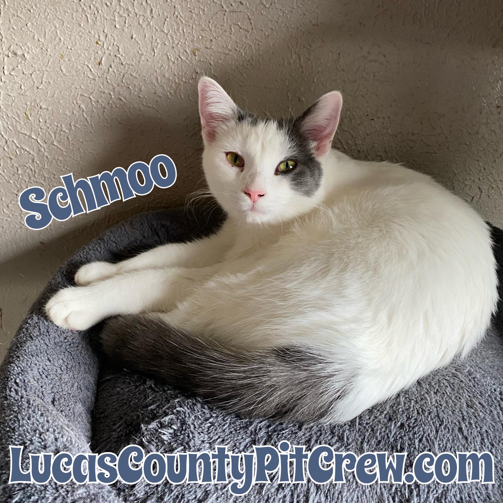 Enlarge Schmoo, a Adoptable mixed breed in Toledo, OH image 2/2