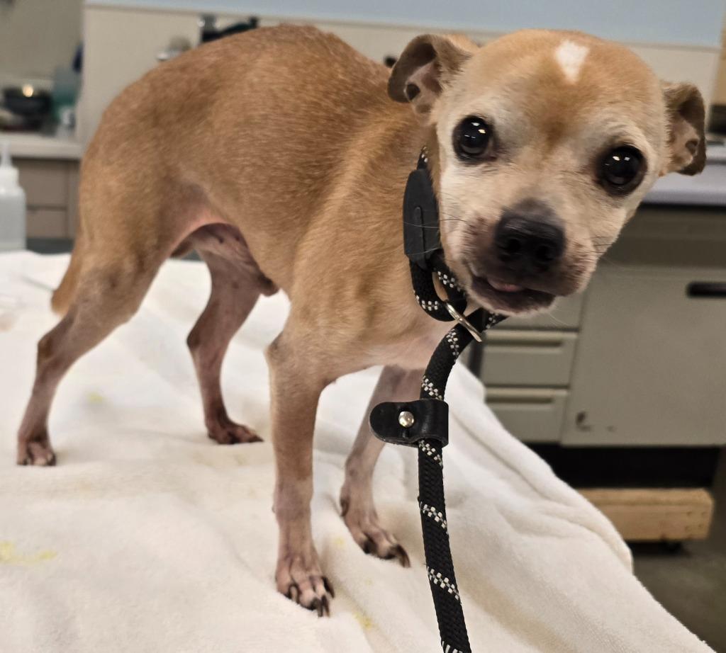Walter, Adoptable, Senior Male Chihuahua & Mixed Breed.