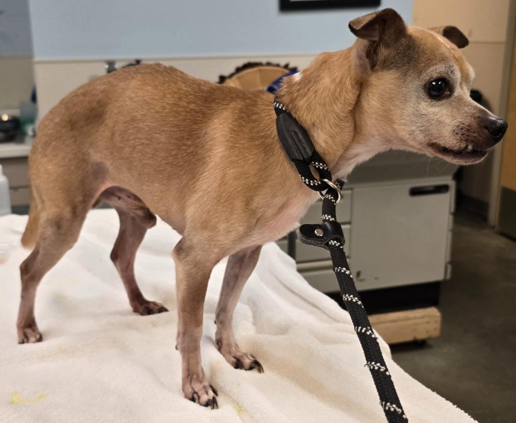 Walter, a Adoptable mixed breed in Murphysboro, IL image 2/4