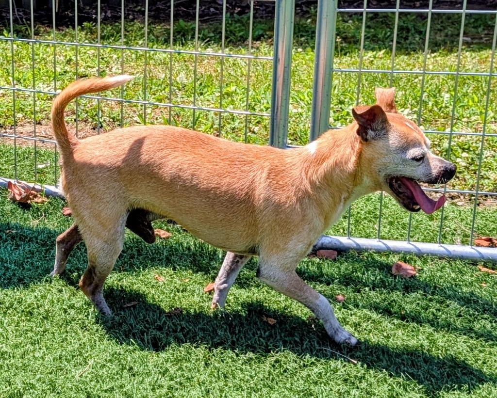 Walter, a Adoptable mixed breed in Murphysboro, IL image 3/4