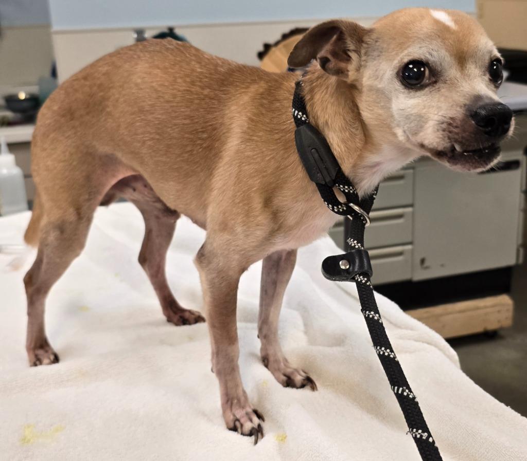 Walter, a Adoptable mixed breed in Murphysboro, IL image 4/4
