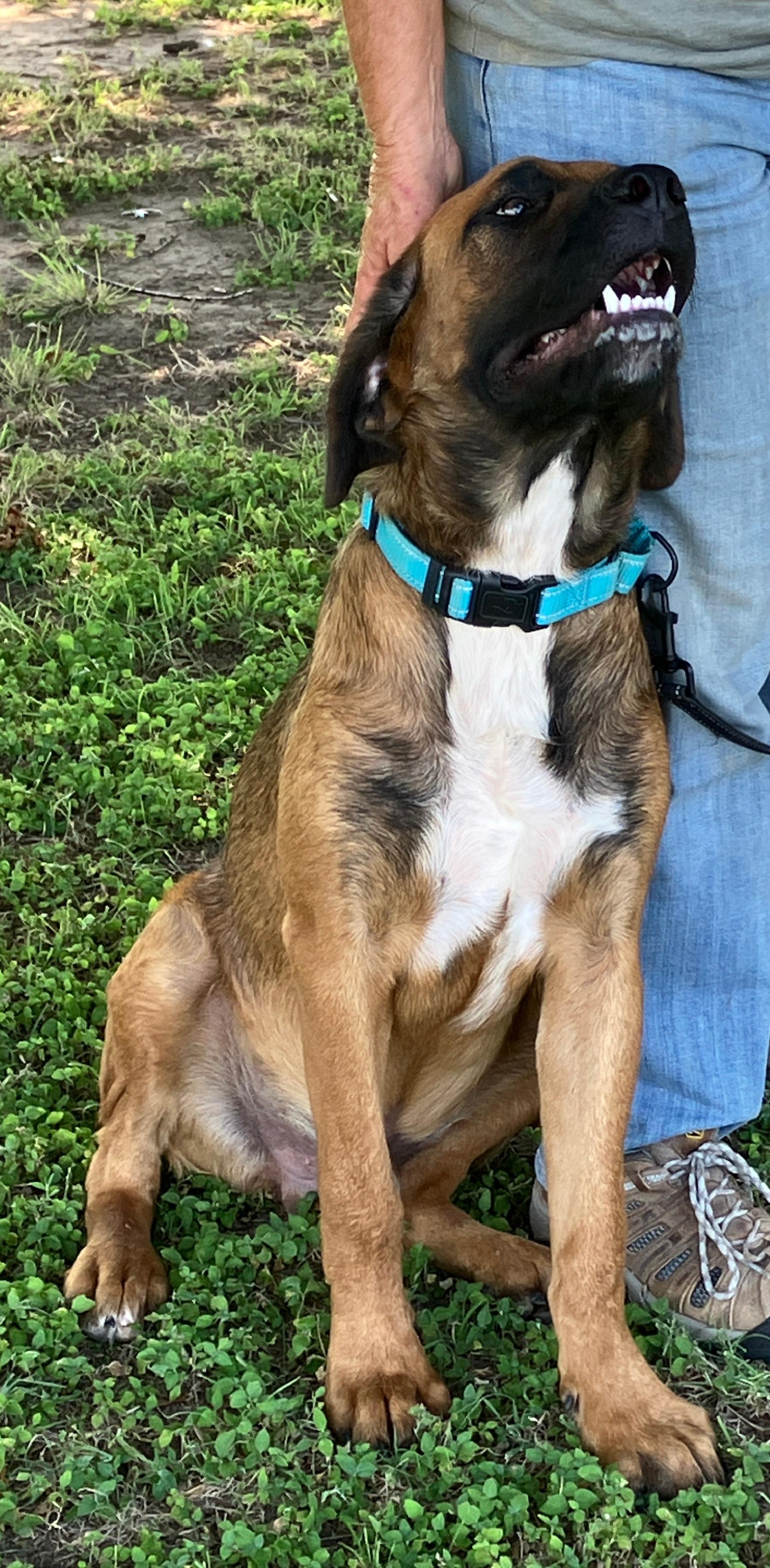 ANGUS - Big Goofy Puppy, a Adoptable mixed breed in Waco, TX image 5/6
