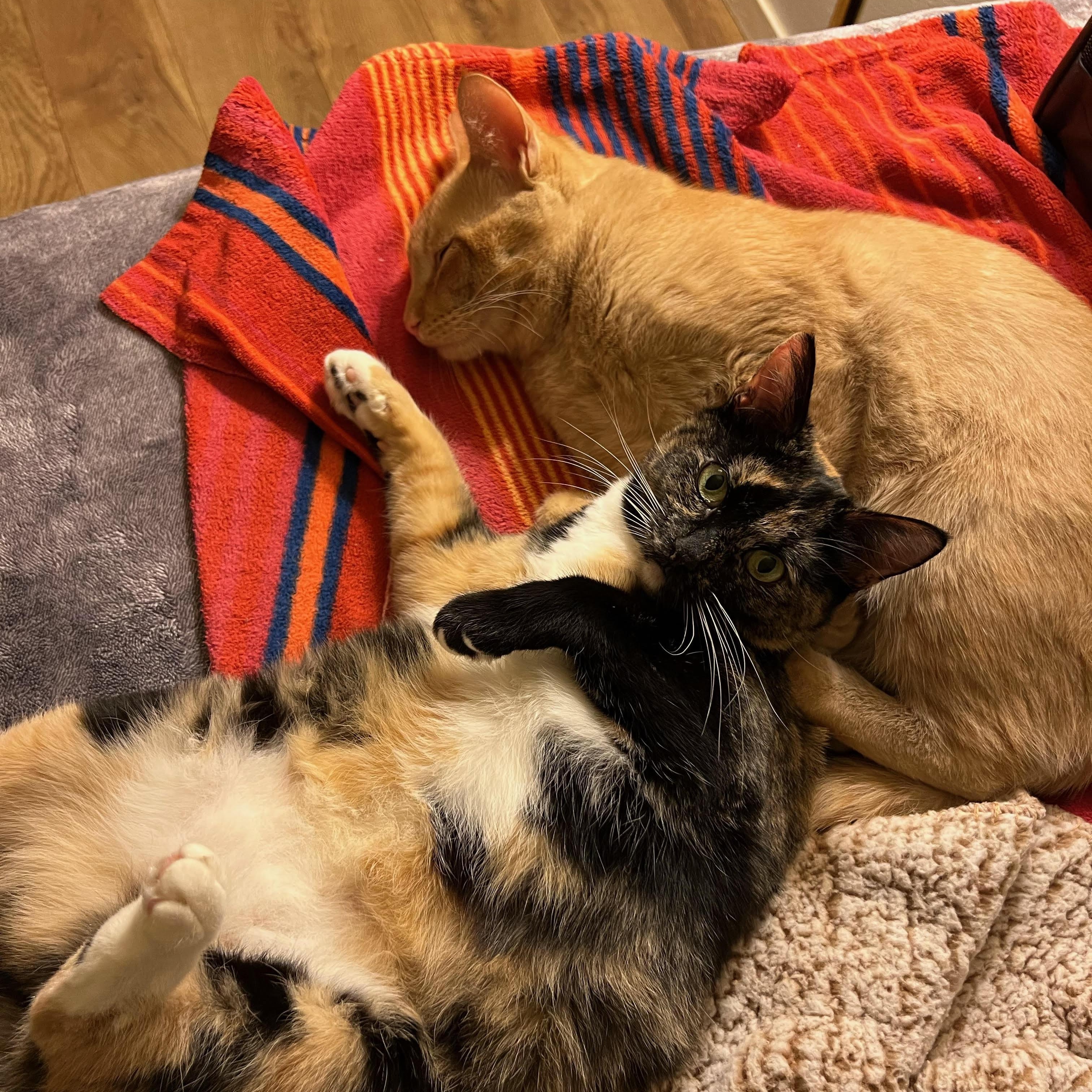 Nala, an adoptable Domestic Short Hair in Davis, CA, 95616 | Photo Image 2