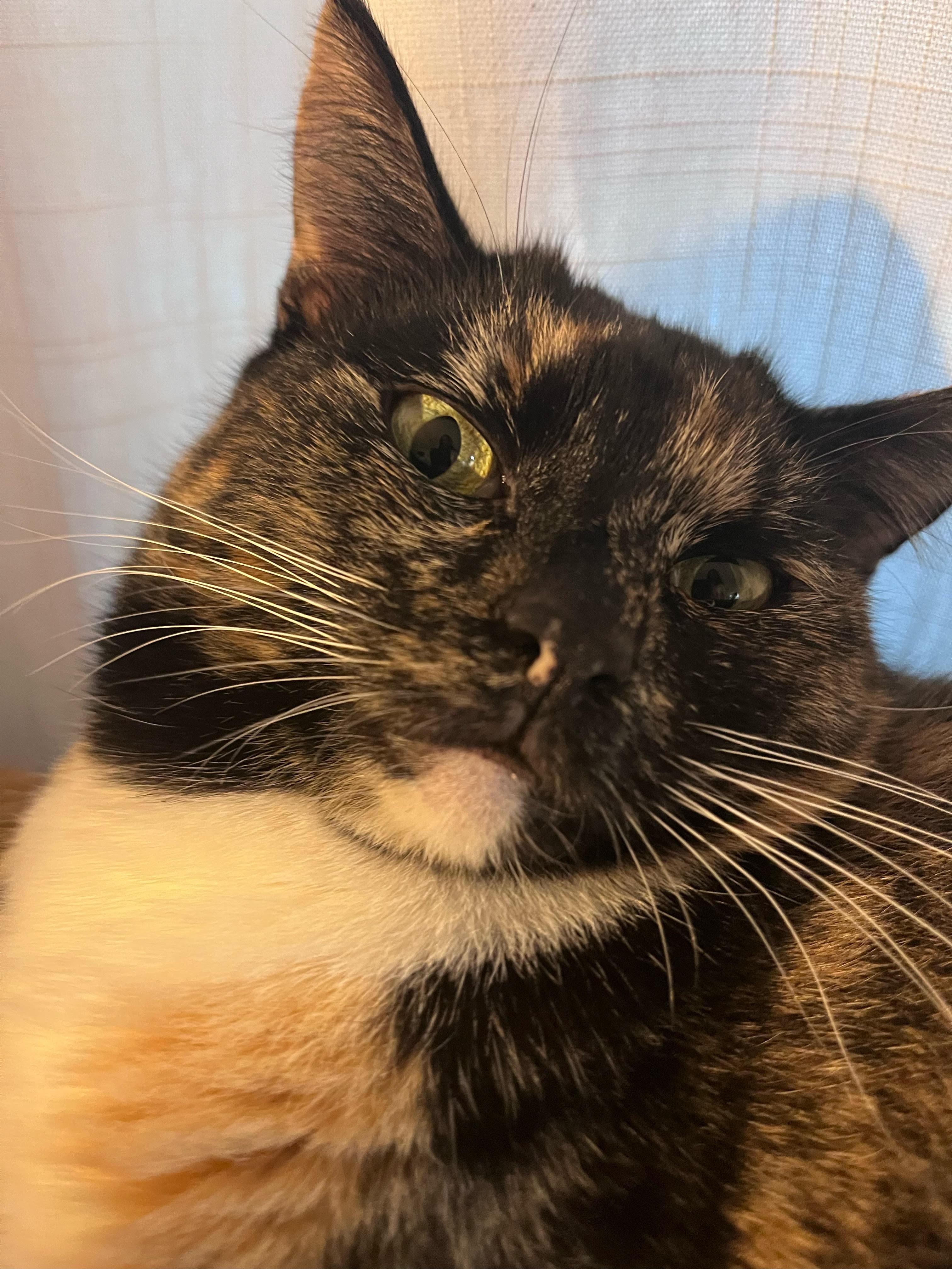 Nala, an adoptable Domestic Short Hair in Davis, CA, 95616 | Photo Image 5