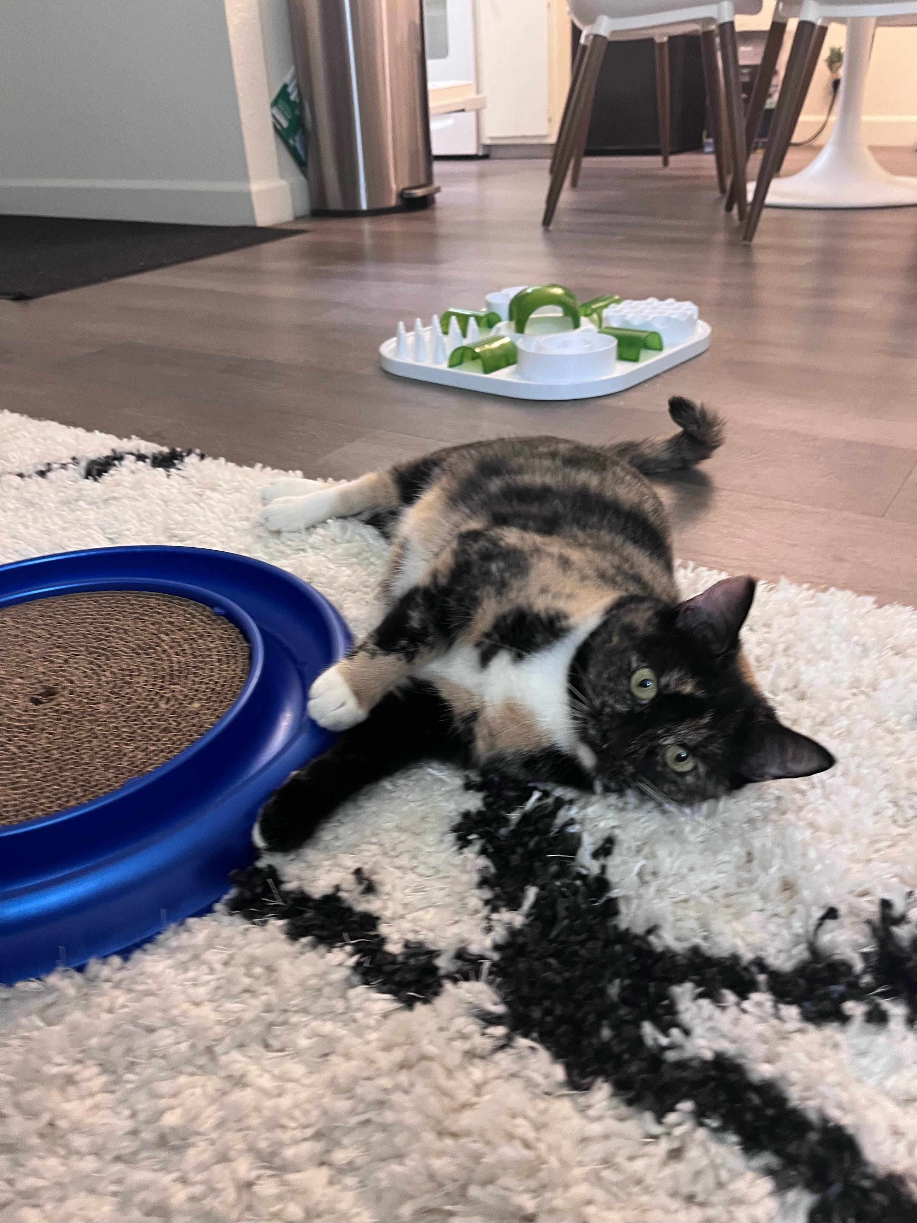 Nala, an adoptable Domestic Short Hair in Davis, CA, 95616 | Photo Image 4