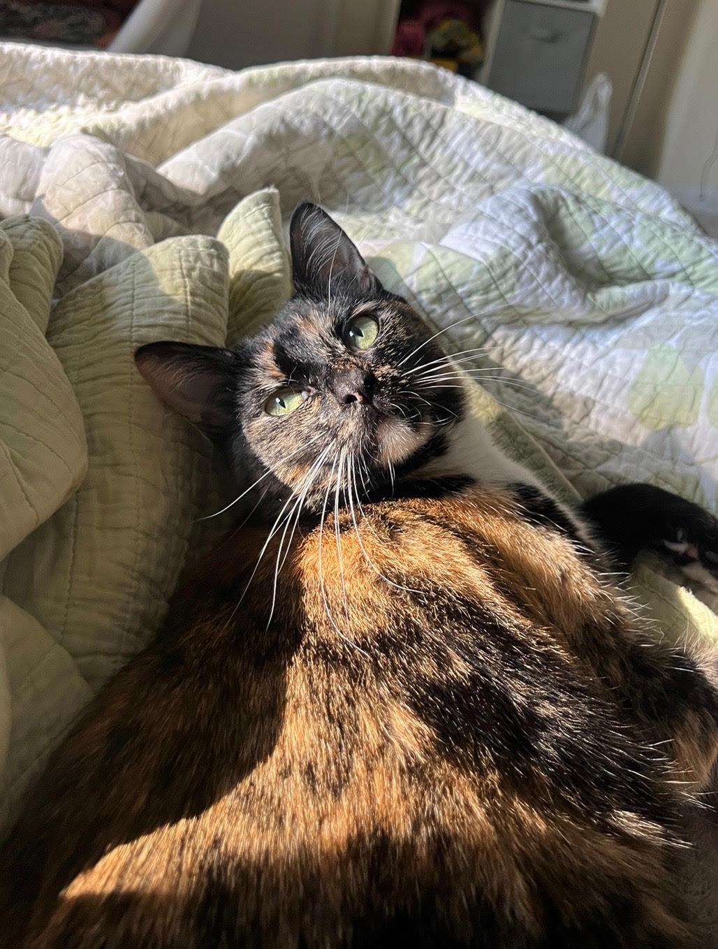 Nala, an adoptable Domestic Short Hair in Davis, CA, 95616 | Photo Image 3