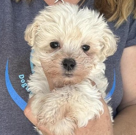 Johny, Baby Male Maltipoo
