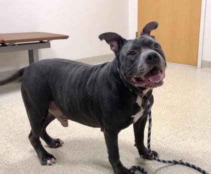 Garfunkel thumbnail 3