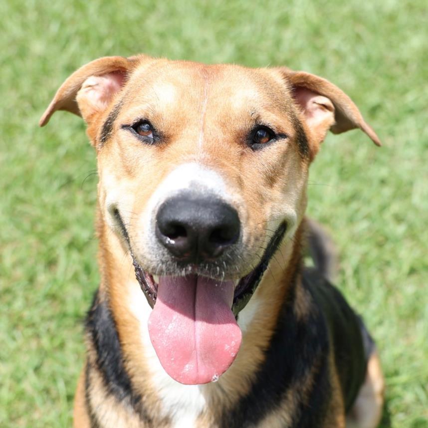 HANK, Adoptable, Adult Male Treeing Walker Coonhound & Mixed Breed.