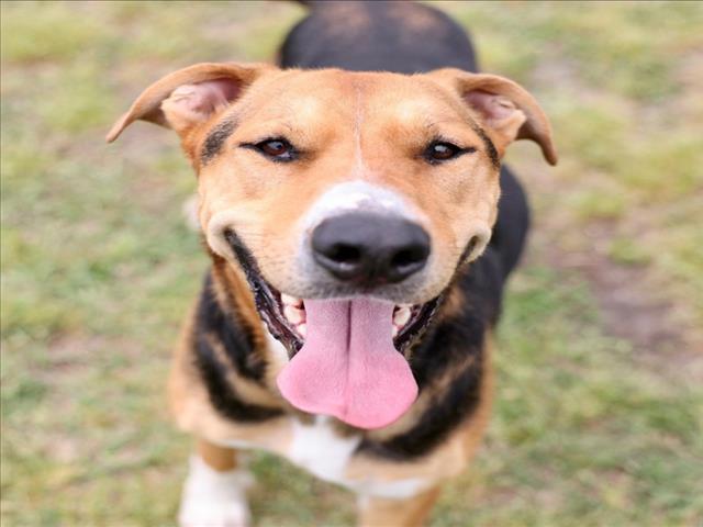 HANK, Adoptable, Adult Male Treeing Walker Coonhound & Mixed Breed.