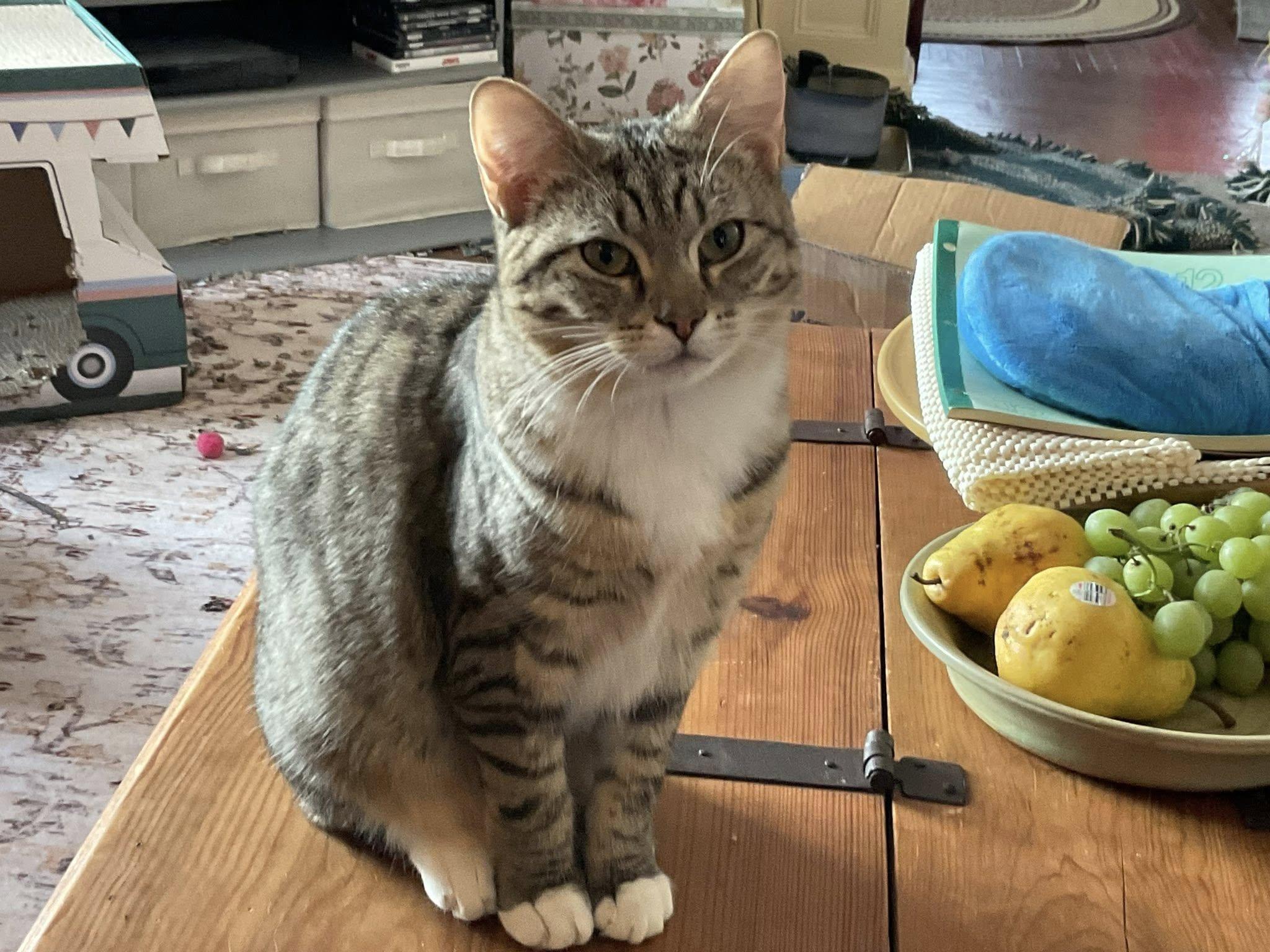 Enlarge Lois & Clark, a ADOPTABLE Domestic Short Hair in Portland, ME image 2/3