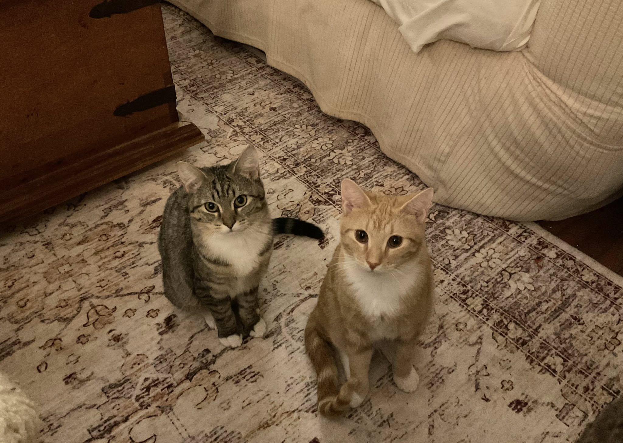 Lois & Clark, ADOPTABLE, Young Male Domestic Short Hair.