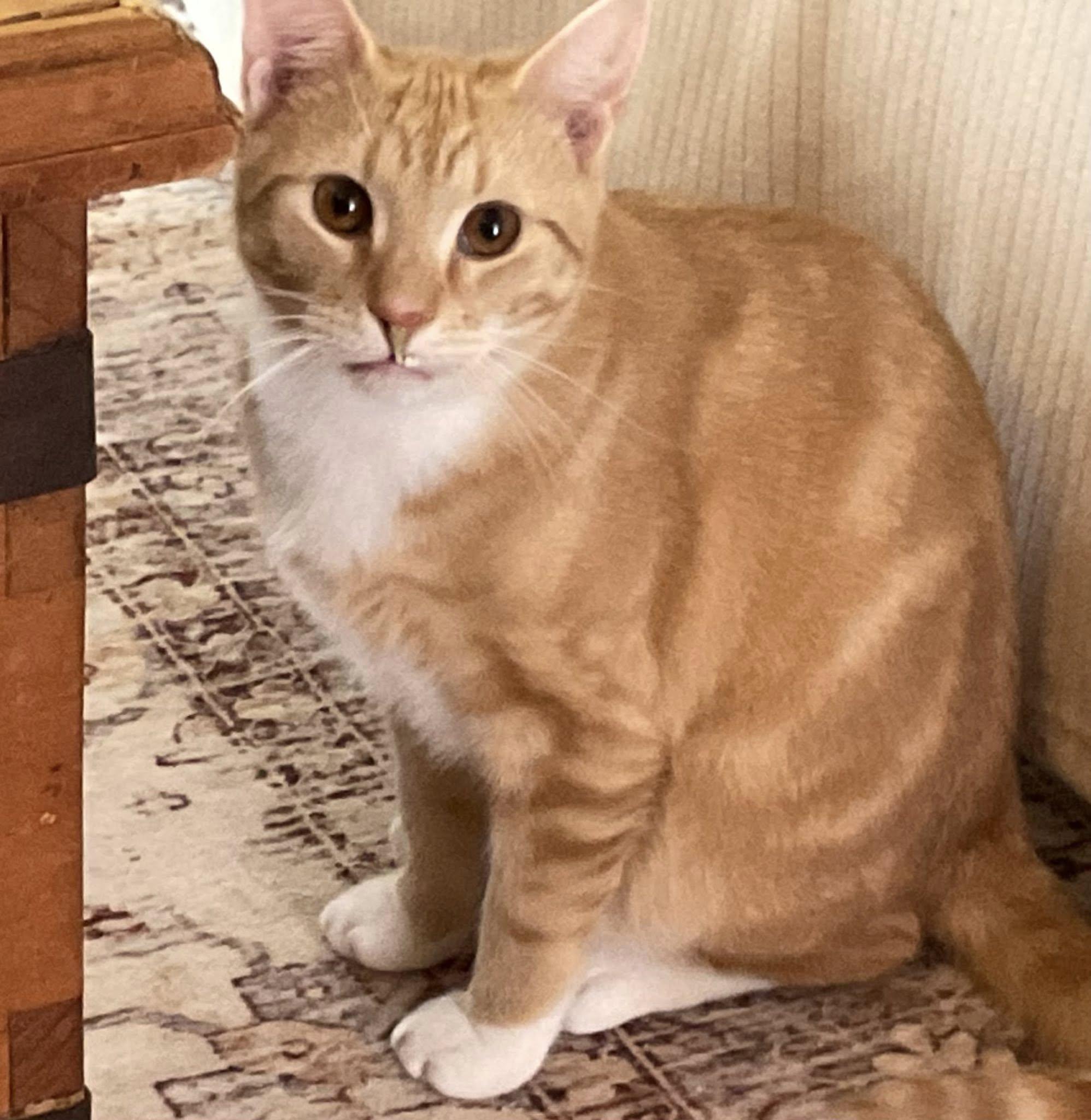 Enlarge Lois & Clark, a ADOPTABLE Domestic Short Hair in Portland, ME image 3/3