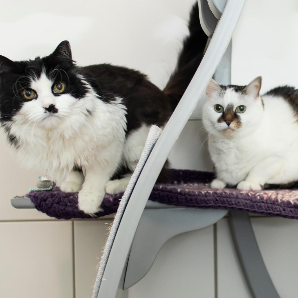 Wynken, a Adoptable Domestic Long Hair in Middletown, RI image 1/2