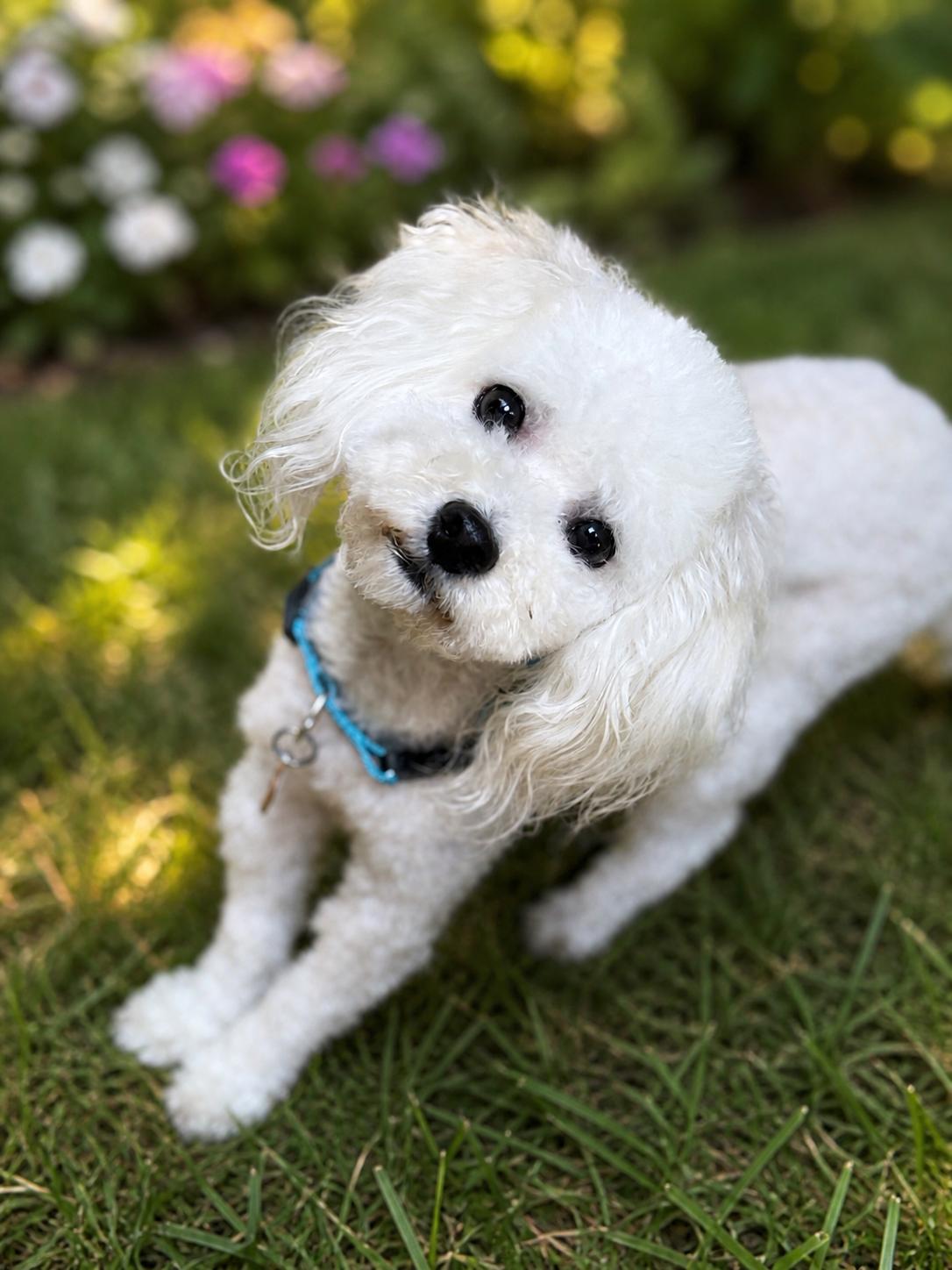 Charlie, adopted, Adult Male Bichon Frise & Maltipoo.