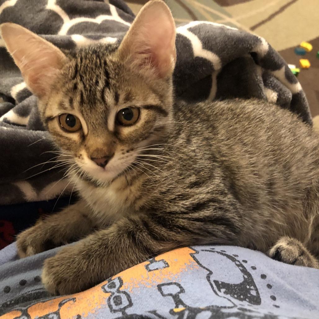 Uno, Adoptable, Kitten Female Domestic Short Hair.