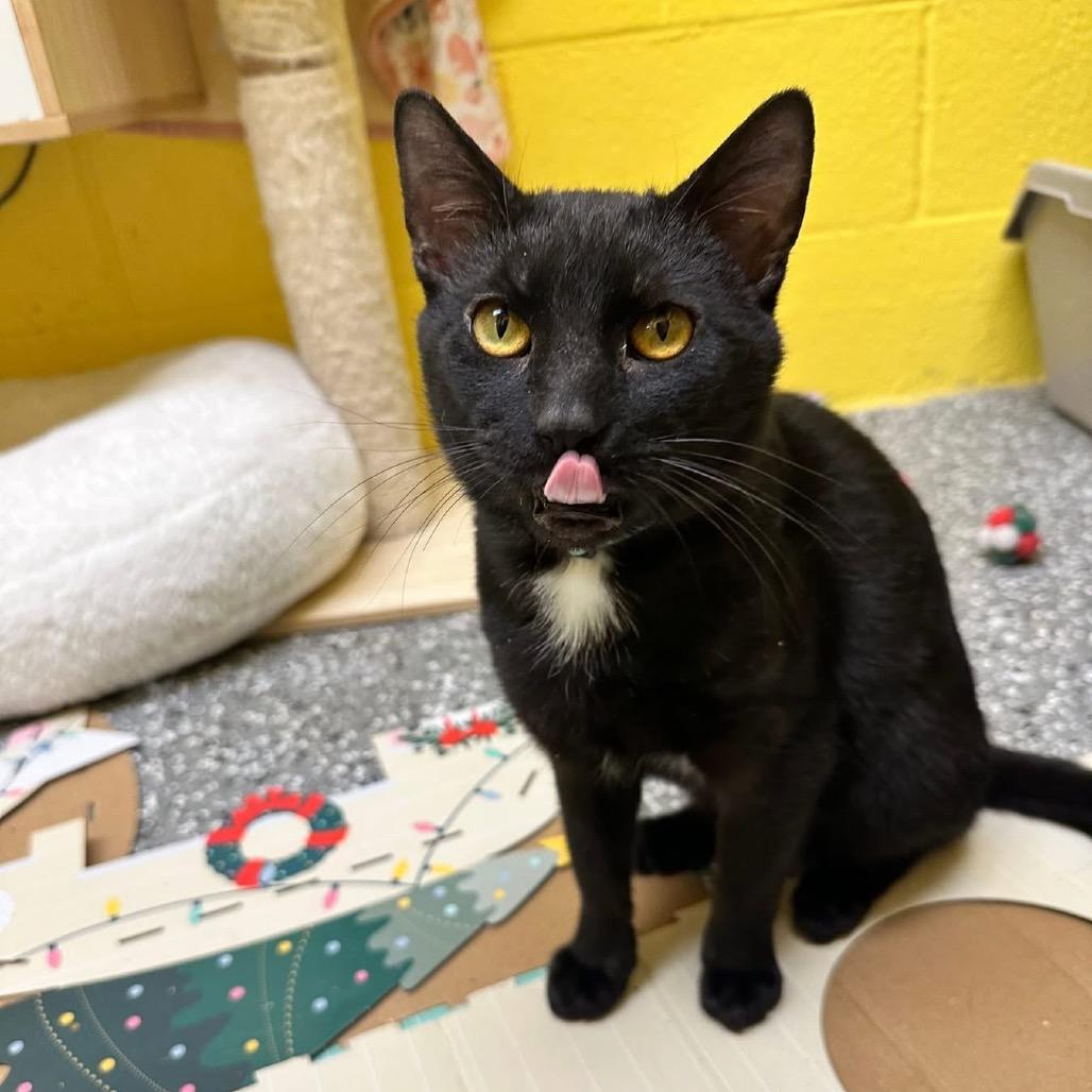 Misfit, Adoptable, Adult Male Domestic Short Hair.