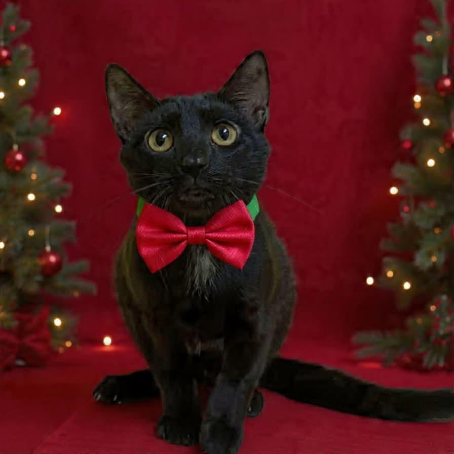 Misfit, Adoptable, Adult Male Domestic Short Hair.
