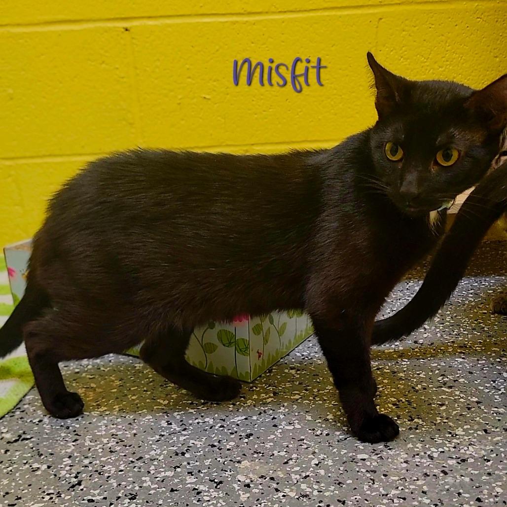 Enlarge Misfit, a Adoptable Domestic Short Hair in Parkersburg, WV image 4/6