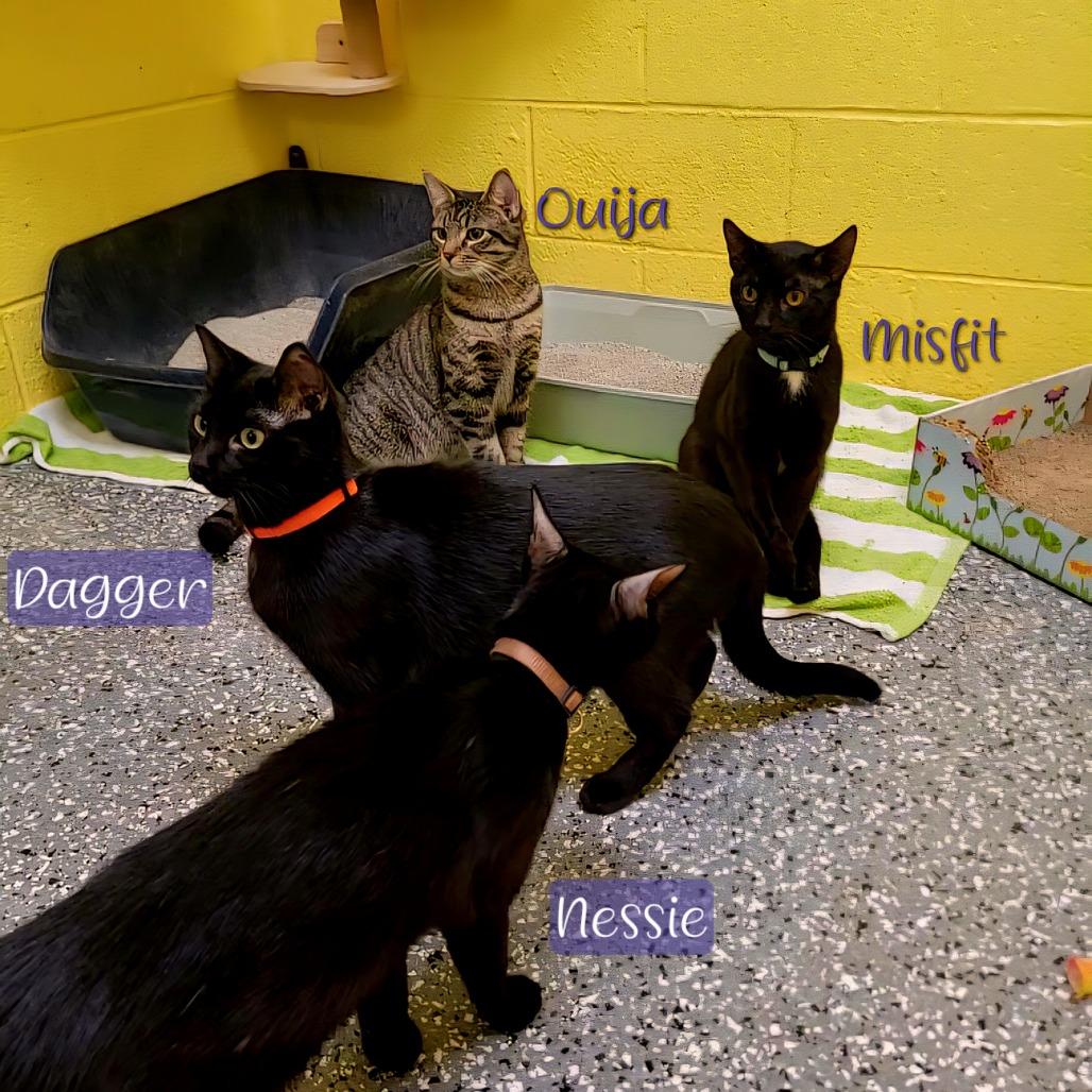 Enlarge Misfit, a Adoptable Domestic Short Hair in Parkersburg, WV image 5/6