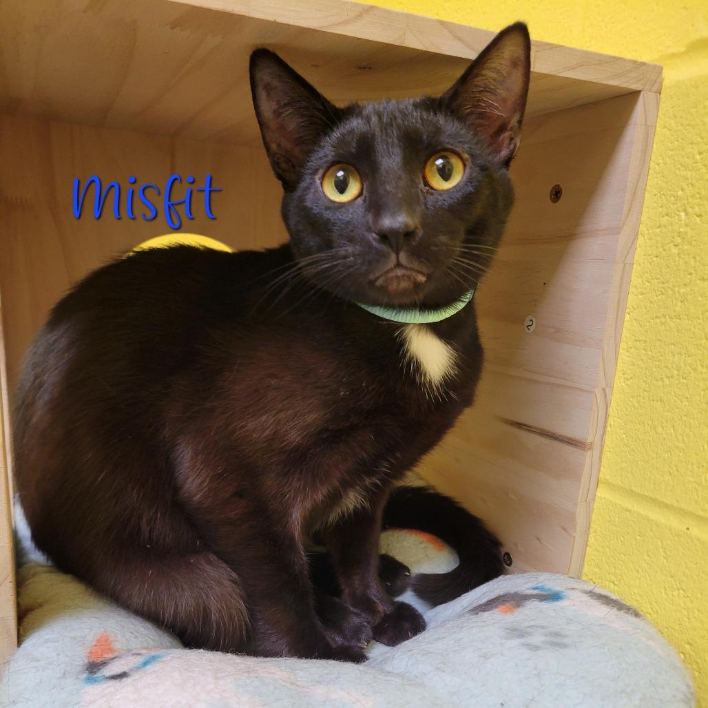 Enlarge Misfit, a Adoptable Domestic Short Hair in Parkersburg, WV image 6/6