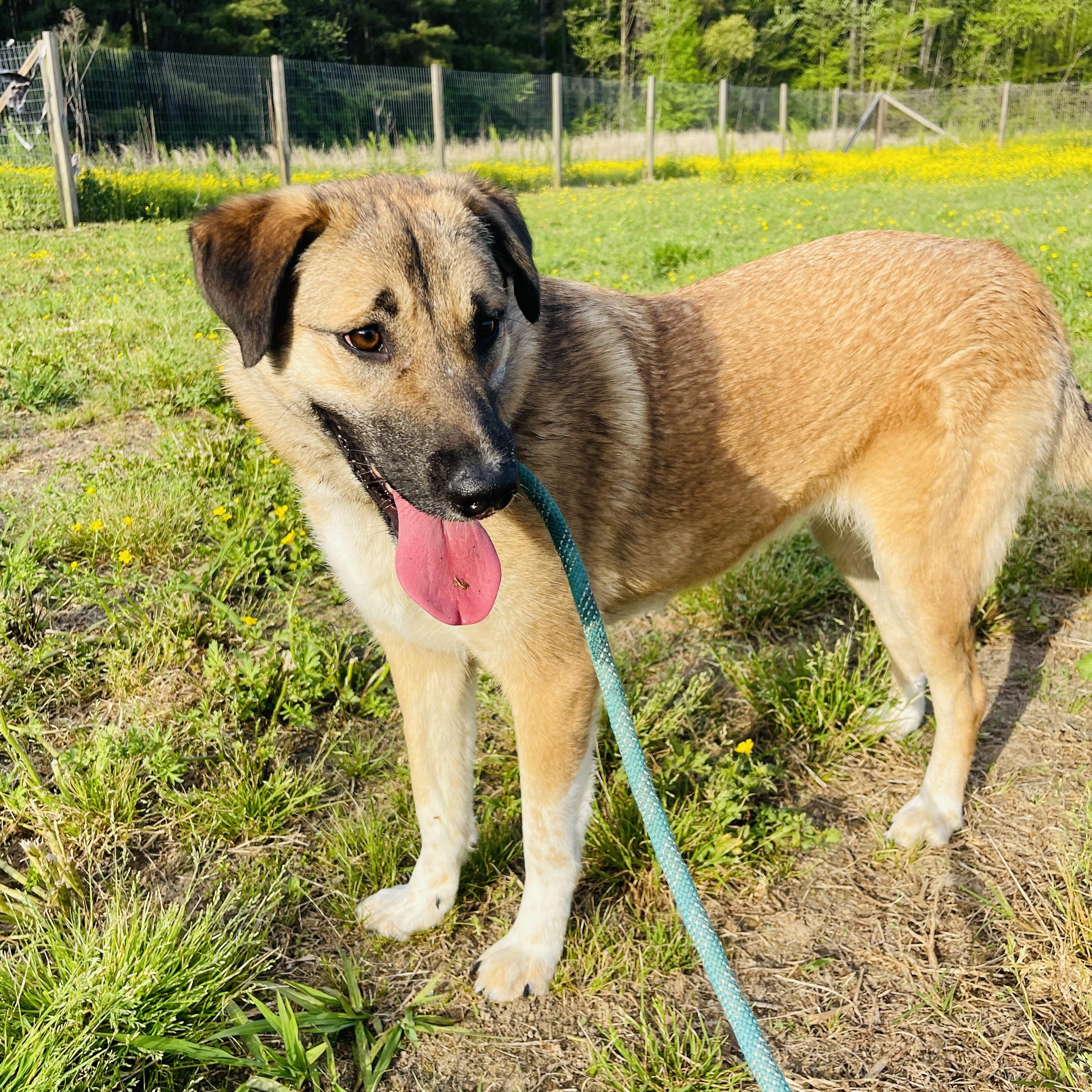 Enlarge Gator, a Adopted mixed breed in Sharon, VT image 5/5