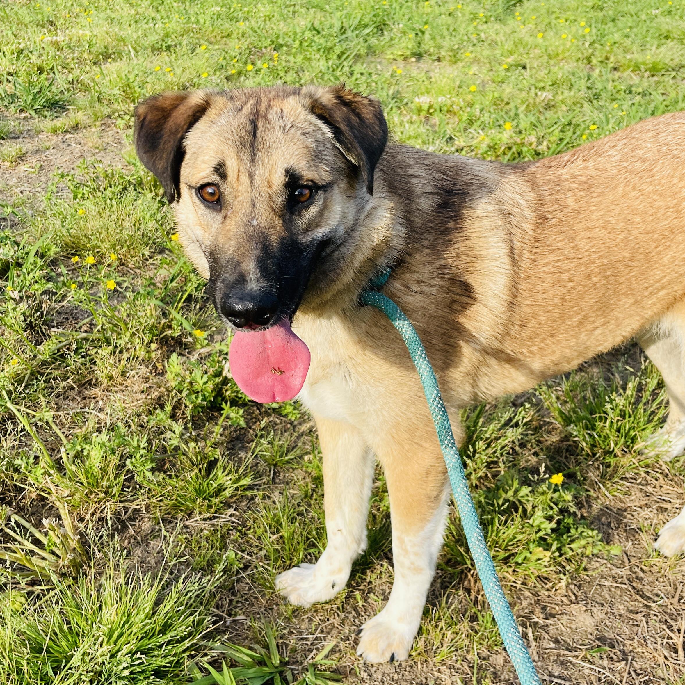 Enlarge Gator, a Adopted mixed breed in Sharon, VT image 3/5