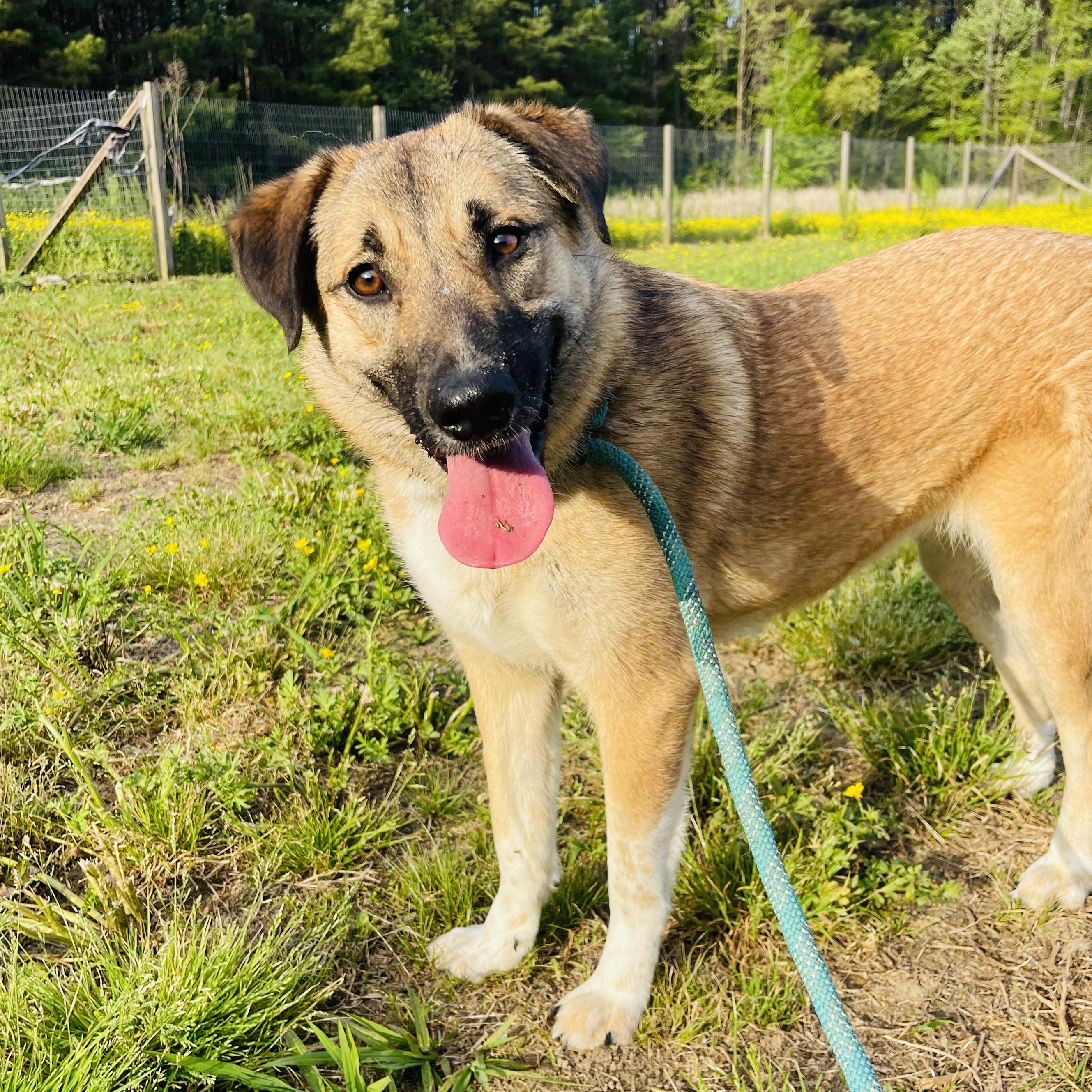 Enlarge Gator, a Adopted mixed breed in Sharon, VT image 1/5