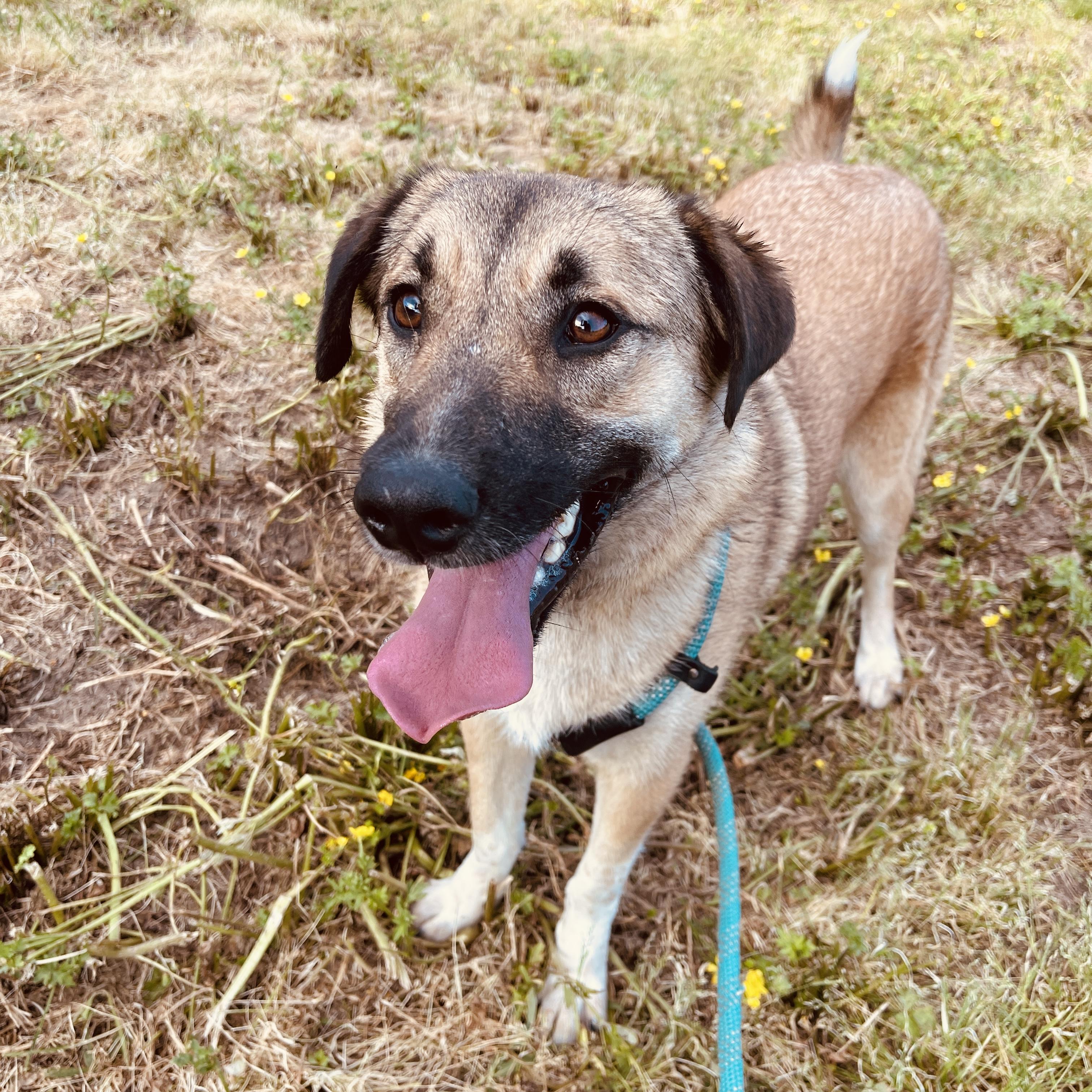 Enlarge Gator, a Adopted mixed breed in Sharon, VT image 4/5