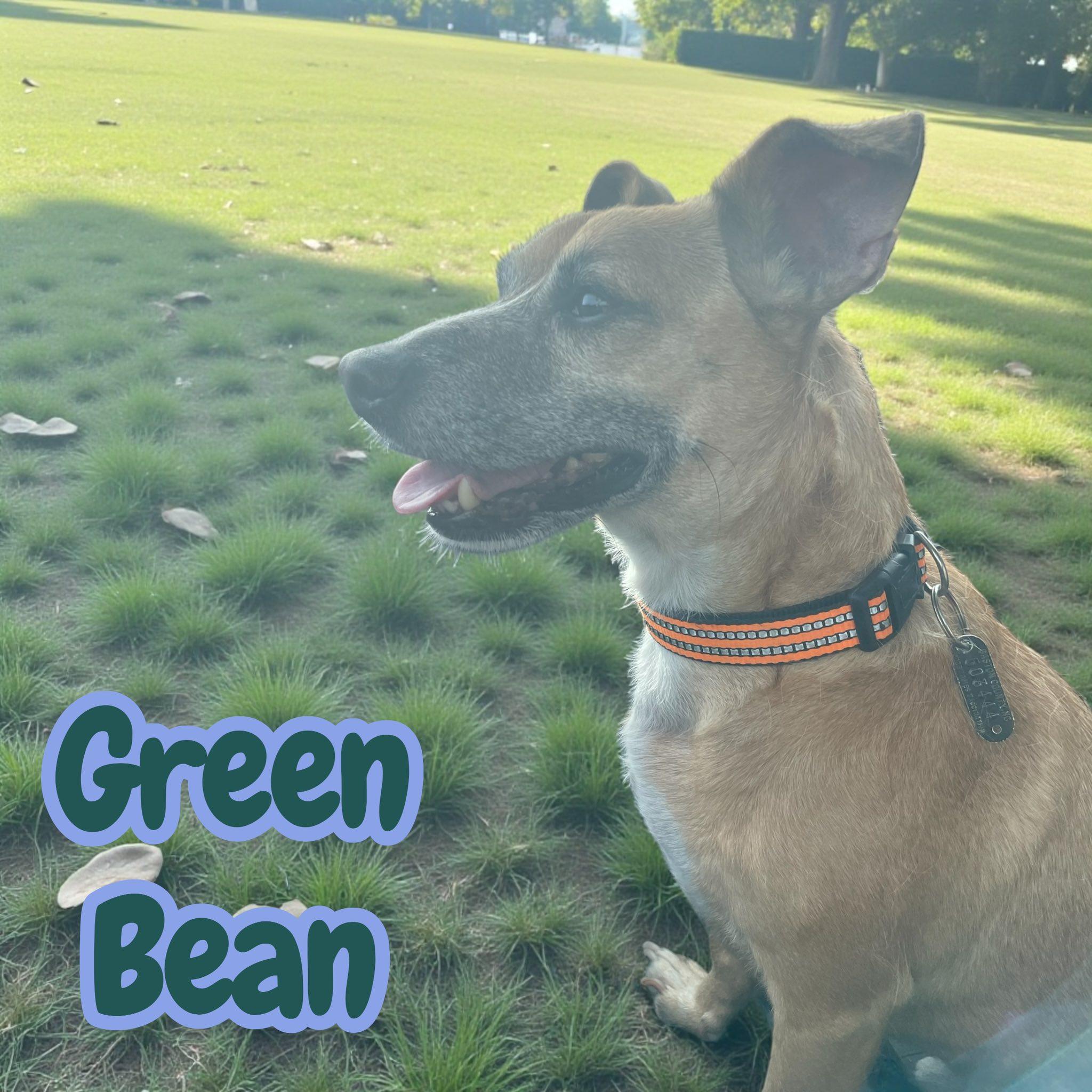Green Bean Nj thumbnail 3
