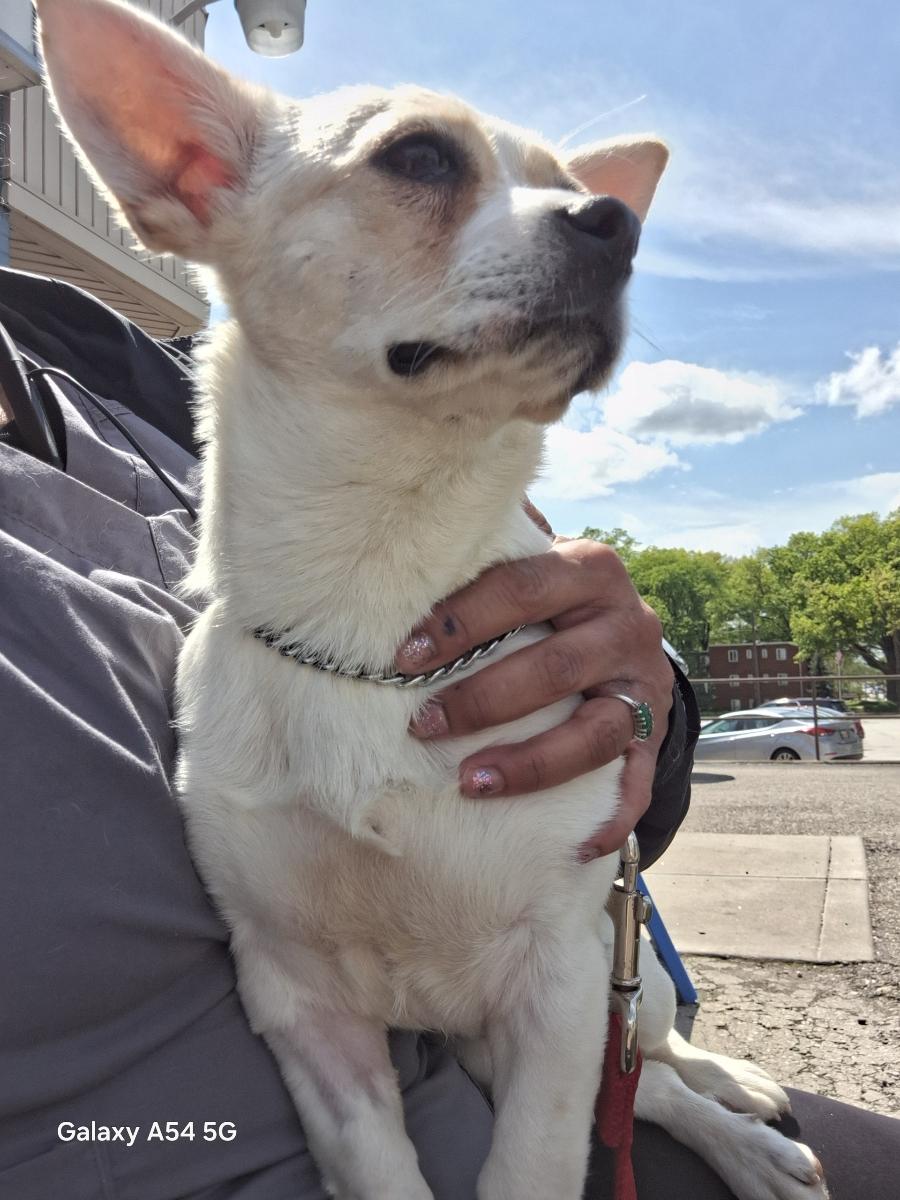 Enlarge Blanche, a Adoptable mixed breed in Parma, OH image 2/2