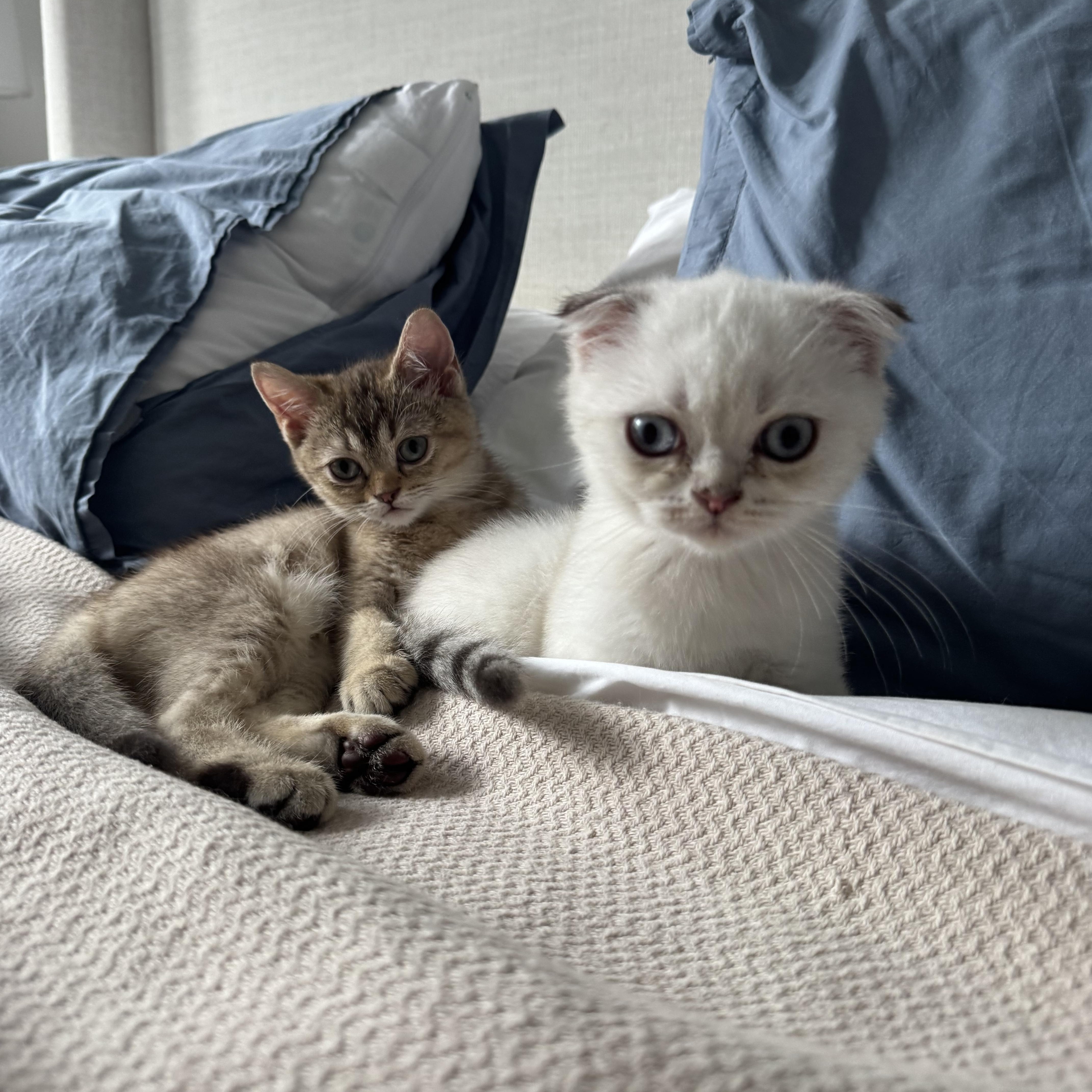 Enlarge Ferdinand and Thebe, a Adopted British Shorthair in Brooklyn, NY image 3/5