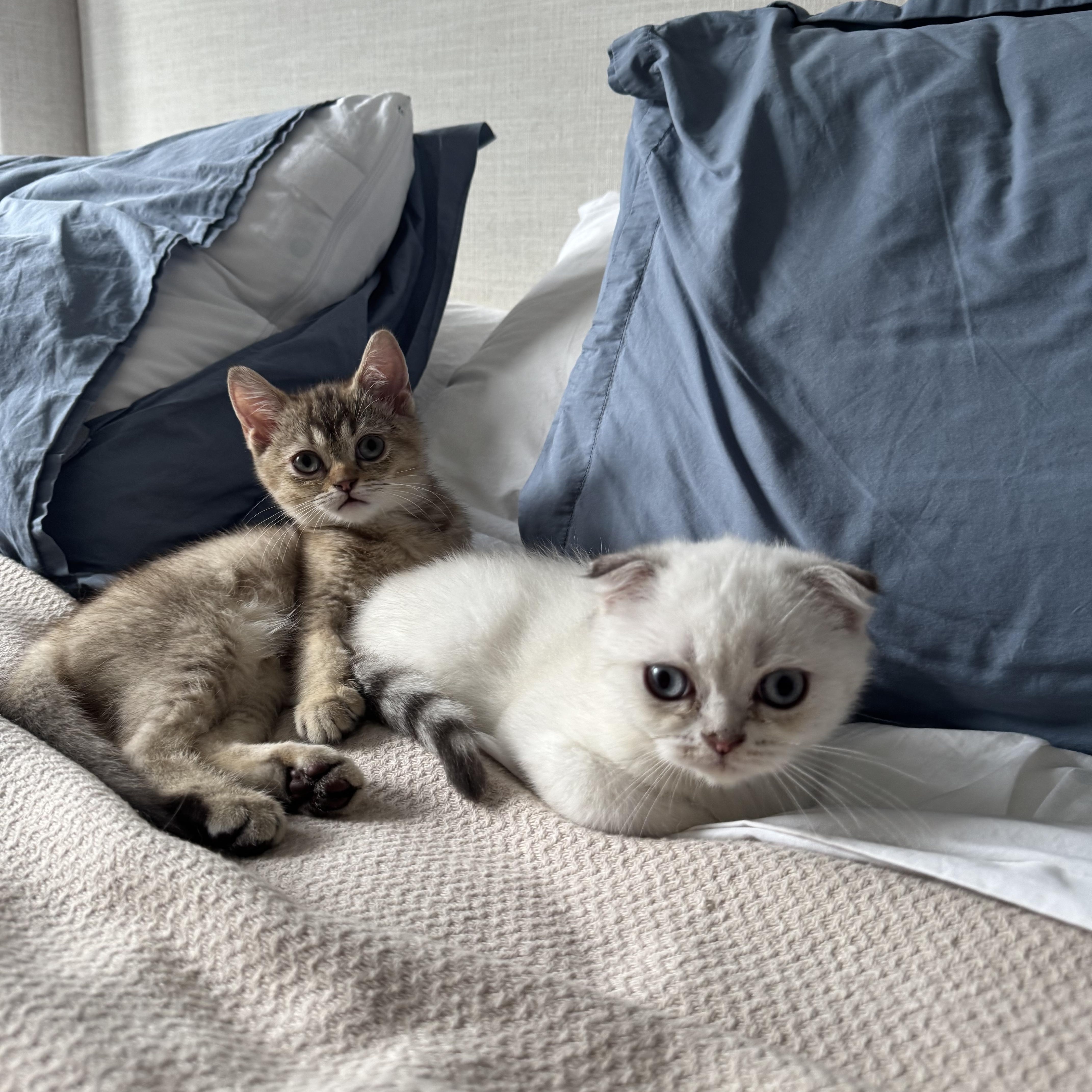 Enlarge Ferdinand and Thebe, a Adopted British Shorthair in Brooklyn, NY image 2/5