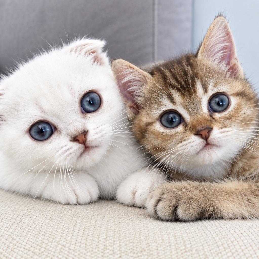 Ferdinand and Thebe, Adopted, Kitten Male British Shorthair.