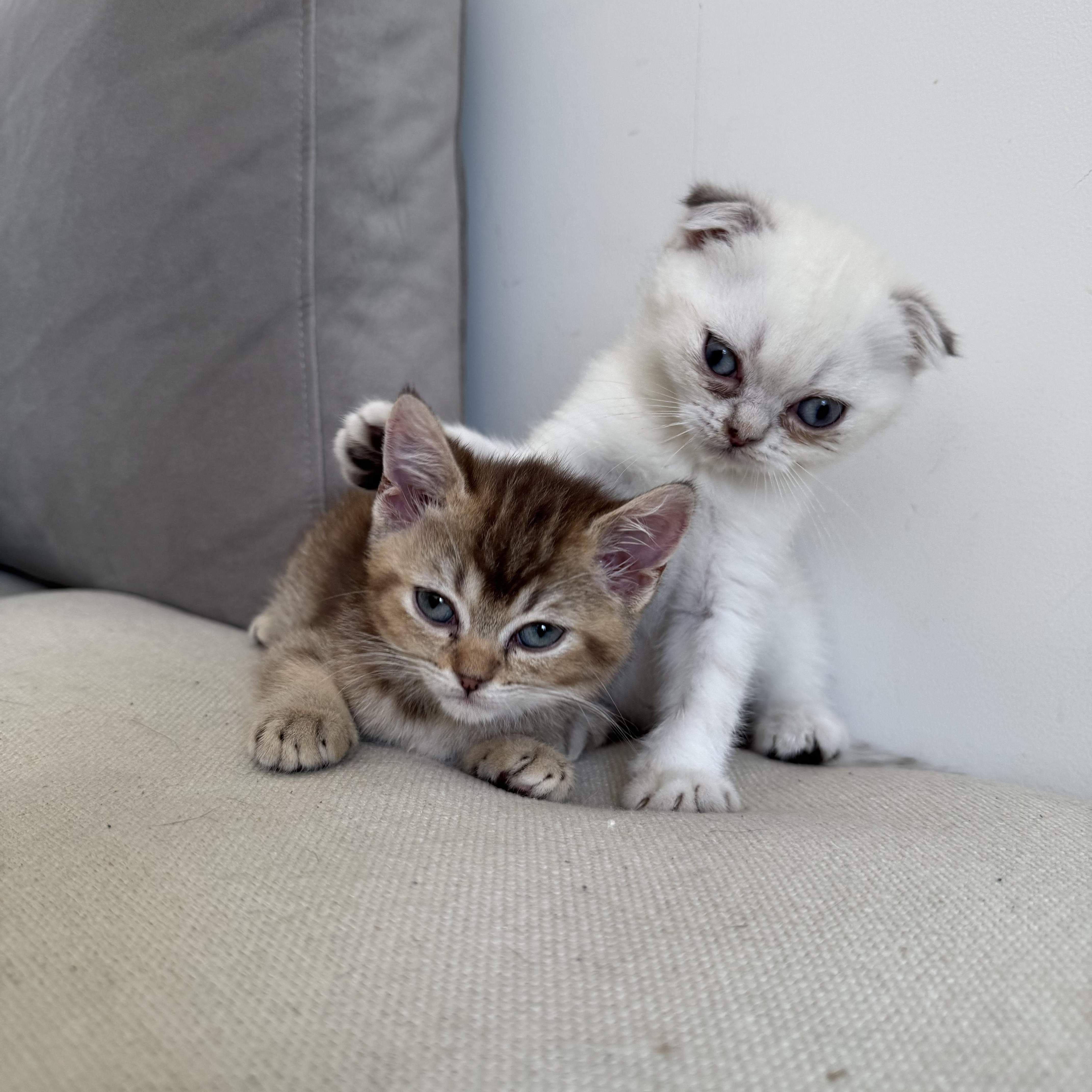 Enlarge Ferdinand and Thebe, a Adopted British Shorthair in Brooklyn, NY image 5/5