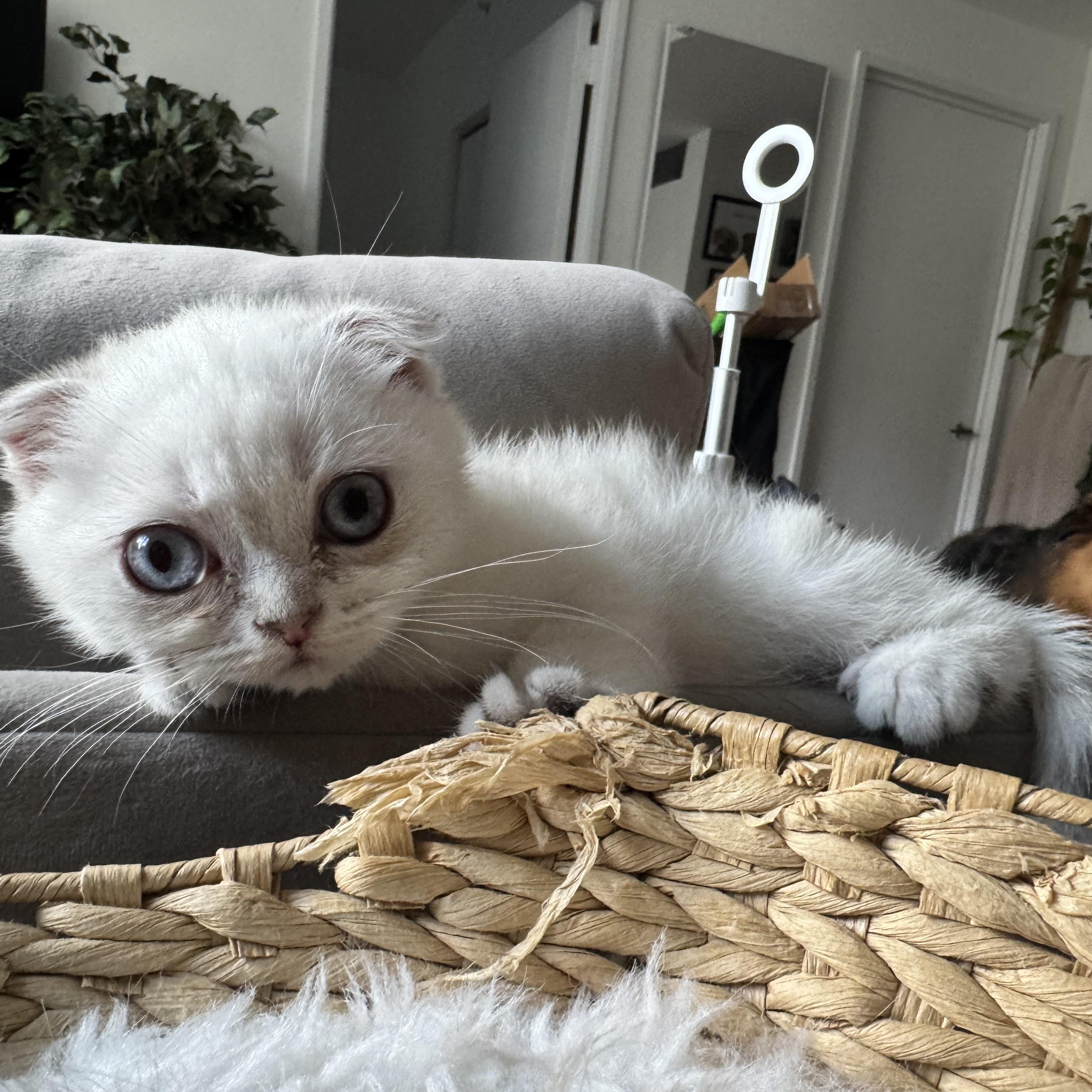Enlarge Ferdinand and Thebe, a Adopted British Shorthair in Brooklyn, NY image 4/5