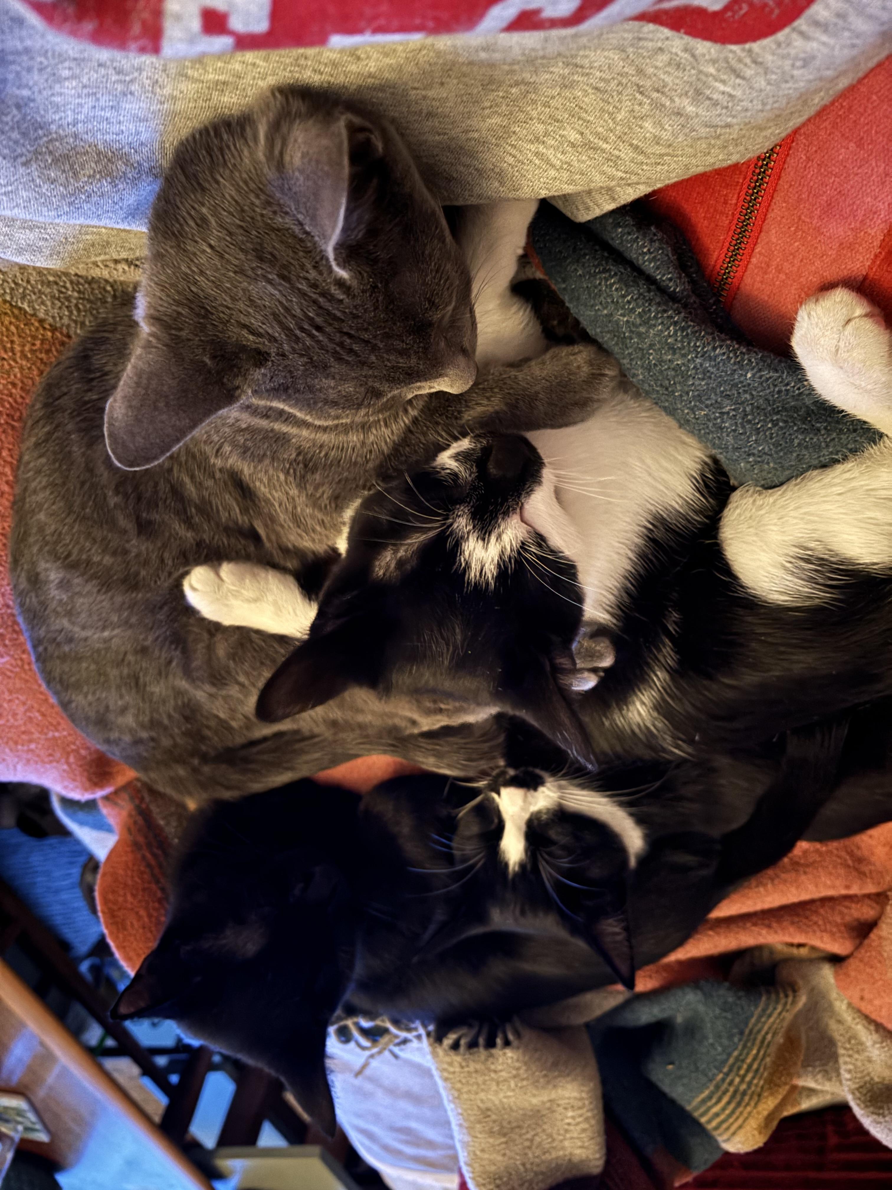 Enlarge Romy, a ADOPTABLE Domestic Short Hair in Melrose, MA image 4/5