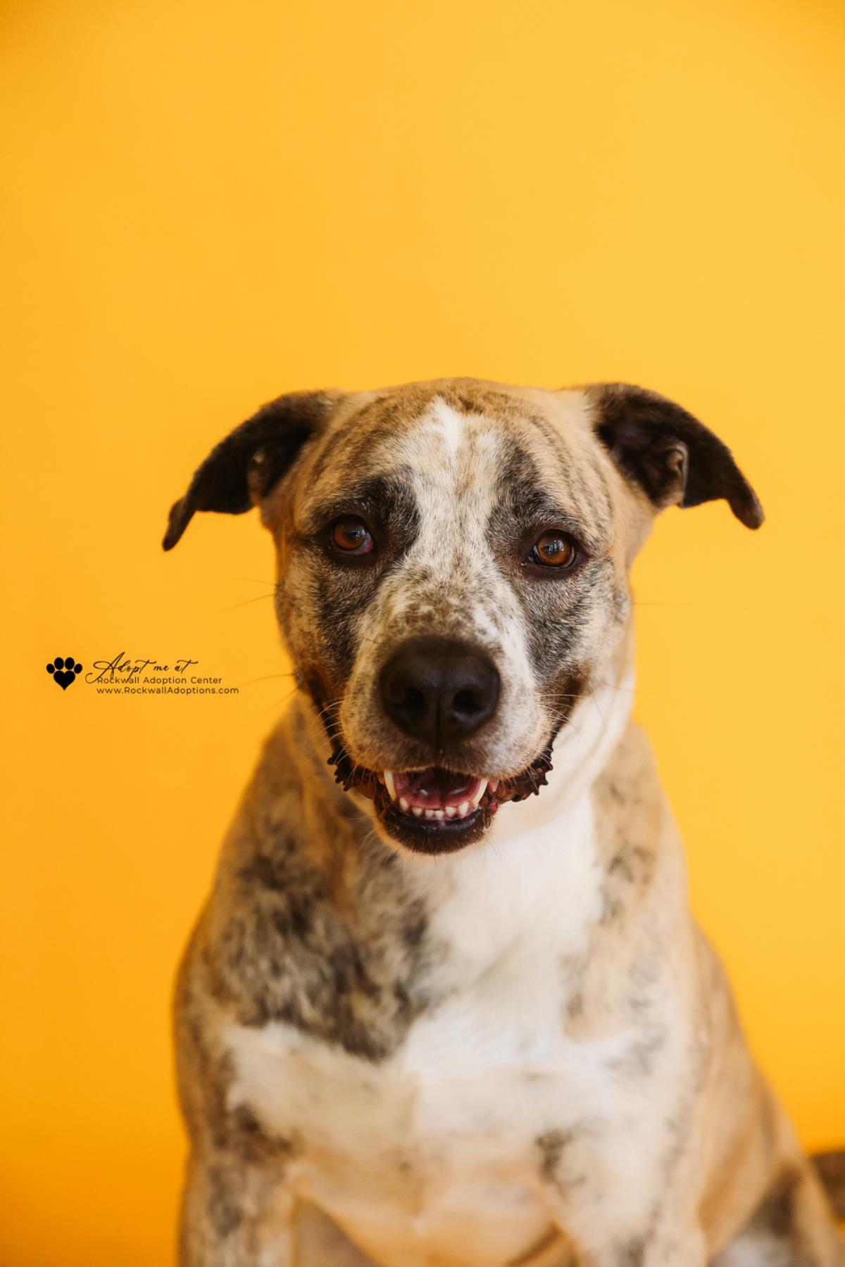 Molly, a Adoptable mixed breed in Rockwall, TX image 1/3